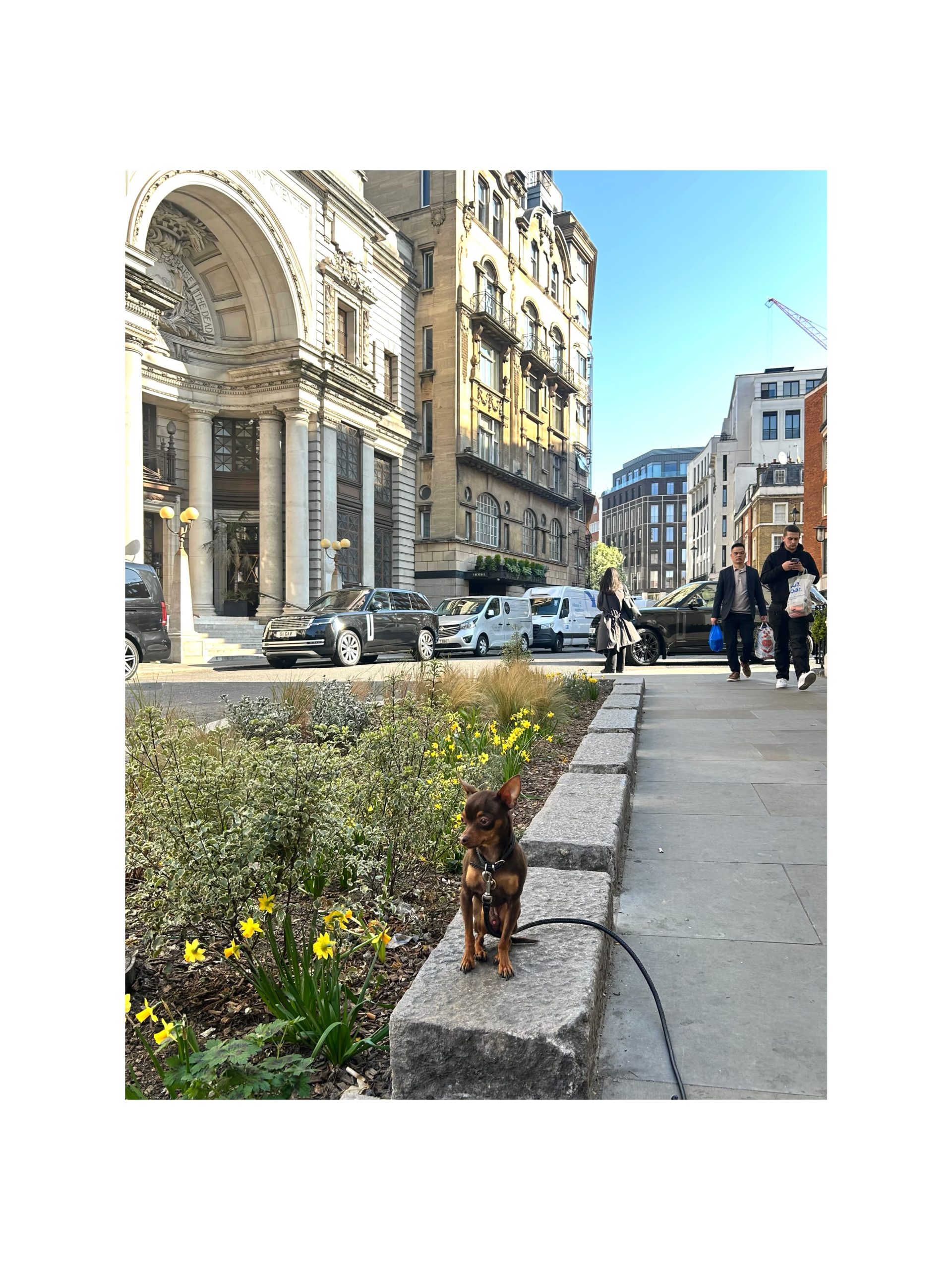 context-office-shepherd-market-mayfair-urban-greening-15