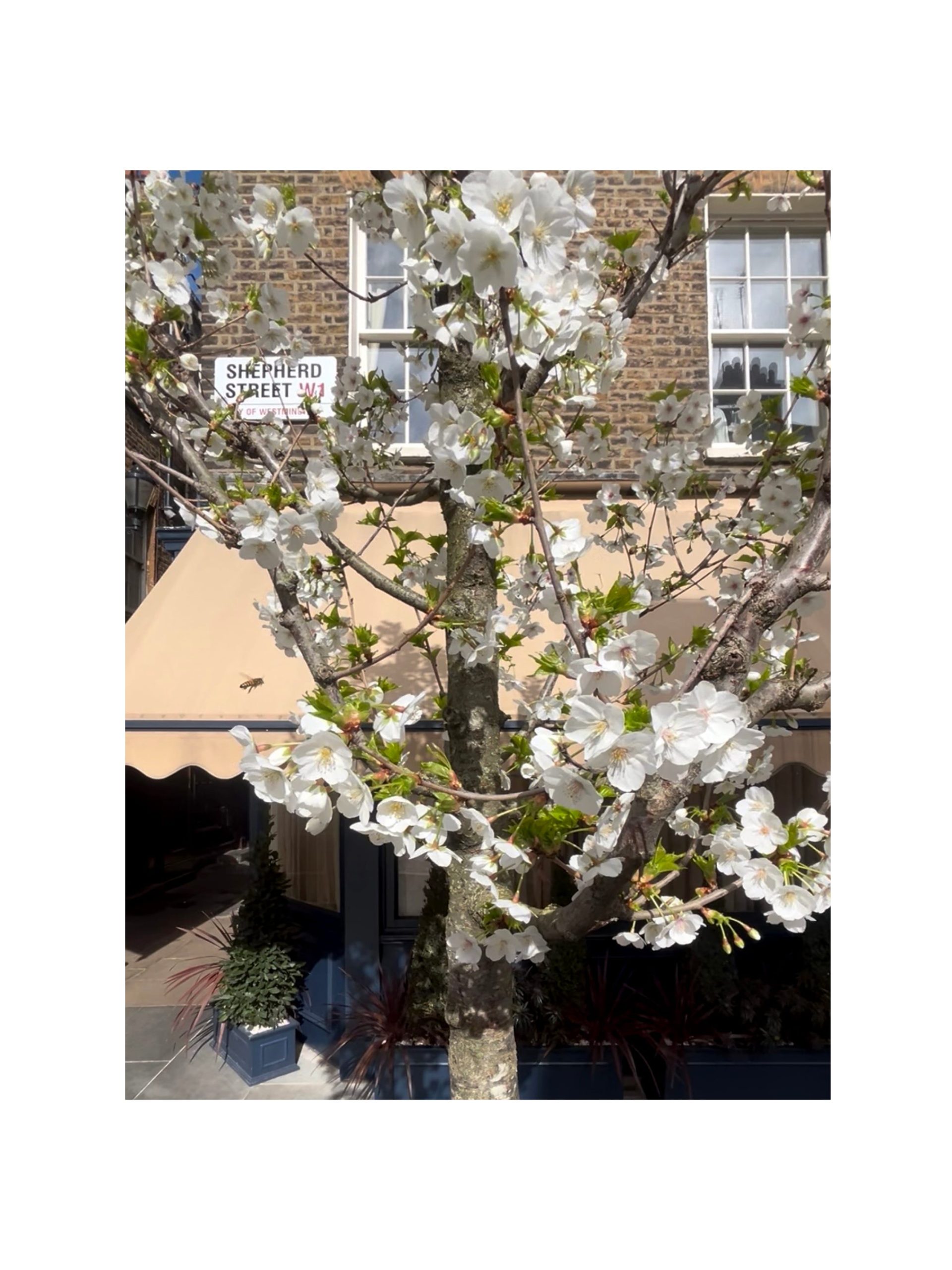 context-office-shepherd-market-mayfair-urban-greening-16